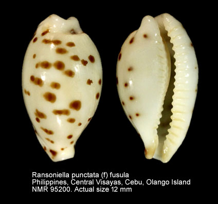 Ransoniella punctata (f) fusula.jpg - Ransoniella punctata (f) fusula Dolin,2007